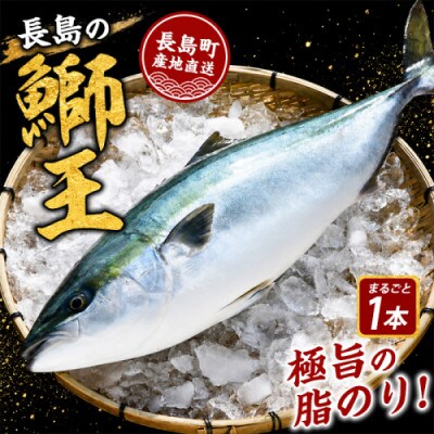 テレビで紹介ぶりの王様! 長島町特産　鰤王ラウンド約3.5kg_jfa-7115