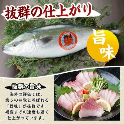 テレビで紹介ぶりの王様 「鰤王」スキンレスポーション 約800g～900g【JFA】jfa-1600