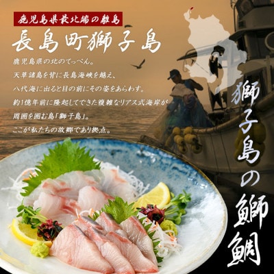 獅子島産 百年漁師の鰤と真鯛 お刺身用 サク 食べ比べ【島のごちそう】gochi-1335