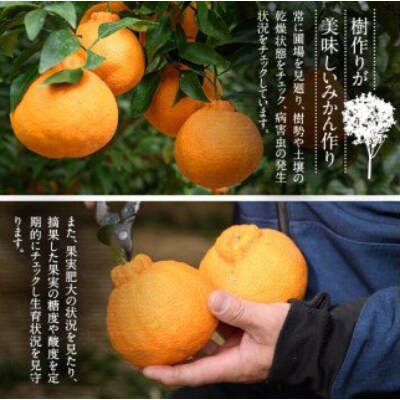 訳あり品不知火　L～4L サイズ混合　8kg