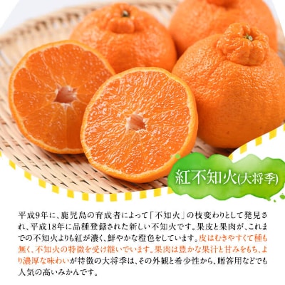 《数量限定》希少蔵出し紅不知火(大将季)　贈答化粧箱6玉入り　約2kg