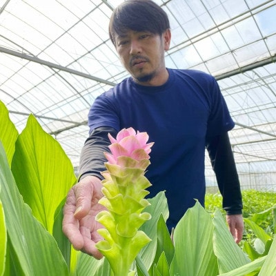 クルクマ　16本ミックスセット