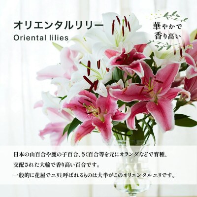 オリエンタルリリー(ユリ)旬のミックス10本【宮路園芸】miyaji-6058
