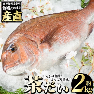 茶鯛 1尾(約2.0kg)