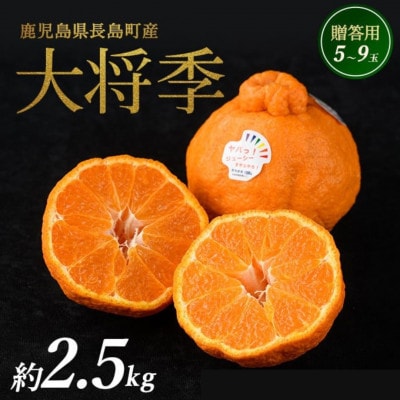 長島町産 大将季(ハウス)贈答用(約2.5kg)12月中旬より順次発送 kanchoku-7158