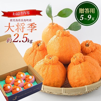 長島町産 大将季(ハウス)贈答用(約2.5kg)12月中旬より順次発送 kanchoku-7158