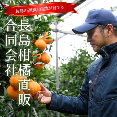 長島町産 大将季(ハウス)贈答用(約2.5kg)2月中旬より順次発送 kanchoku-7160