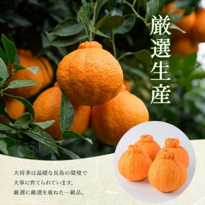 長島町産 大将季(ハウス)贈答用(約2.5kg)2月中旬より順次発送 kanchoku-7160