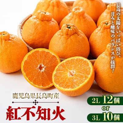 長島町産 紅不知火