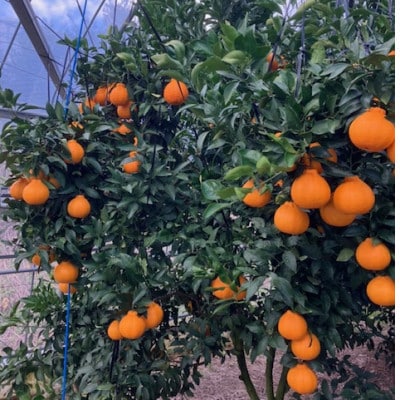 長島町産 紅不知火