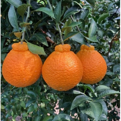 長島町産 紅不知火