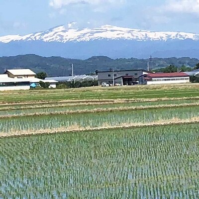 【令和3年産先行受付】中山町産四米(つや姫・雪若丸・はえぬき・ひまわり)食べくらべセット