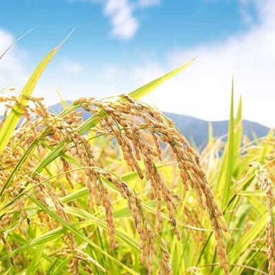 【令和3年産先行受付】中山町産三米(つや姫・雪若丸・ひまわり)食べくらべセット　計6.3kg