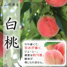 【令和5年産先行受付】山形県中山町産白桃 約3kg(8玉～11玉)