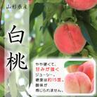 【令和5年産先行受付】山形県中山町産白桃　約3kg(8玉～11玉)