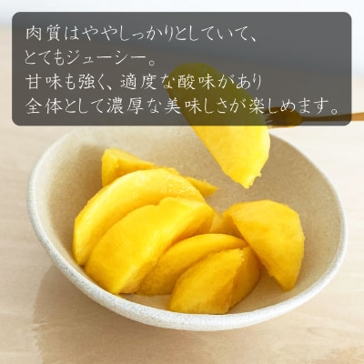 【令和4年産先行受付】山形県中山町産黄桃〈黄金桃〉約3kg(9玉～11玉)×1箱
