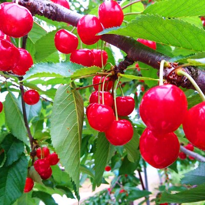 【令和4年産先行受付】山形県中山町産さくらんぼ〈紅秀峰秀品〉　1kg　2Lサイズ以上