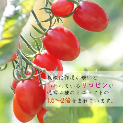 【令和4年先行受付】山形県中山町産高糖度ミニトマト (プラムスイート)