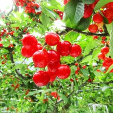 令和6年産先行受付　山形県中山町産さくらんぼ<佐藤錦>秀品　約800g(200g×4P)