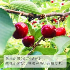 【令和7年産先行受付】山形県中山町産さくらんぼ<紅秀峰>特秀品約700g　2Lサイズ以上