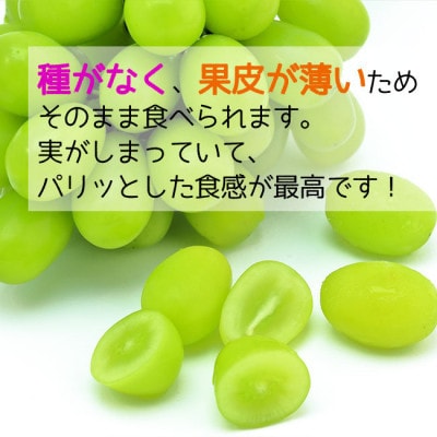 【令和8年産先行受付】山形県中山町産大粒シャインマスカット秀品　2房(計約1.2kg～約1.3kg)