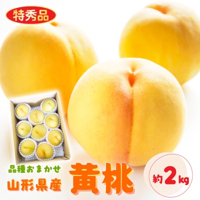 【令和8年産先行受付】山形県産黄桃 約2kg(品種おまかせ) 特秀品　柔らかくなる桃