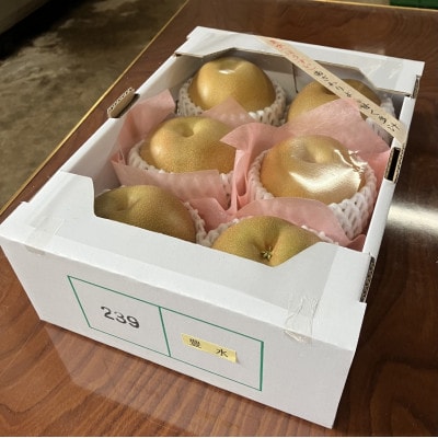 【令和8年産先行受付】山形県中山町産和梨(幸水、豊水、あきあかり、南水他より品種おまかせ) 6玉