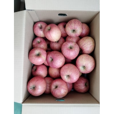 令和8年産先行受付 山形県中山町産りんご<訳あり・家庭用>約10kg　玉数おまかせ ※数量限定