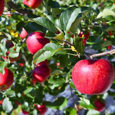 令和8年産先行受付 山形県中山町産りんご<訳あり・家庭用>約10kg　玉数おまかせ ※数量限定