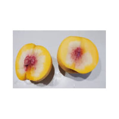 【令和8年産先行受付】山形県産 黄桃 あか月姫 特秀品 計約2kg