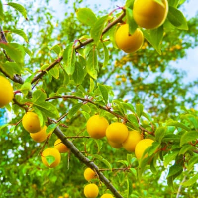 【令和8年産先行受付】山形県産 黄桃 あか月姫 特秀品 計約2kg