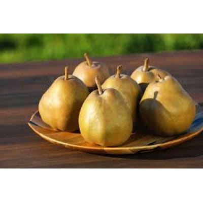 山形県産ラ・フランス　ゴールド 特秀品 約2kg玉数　おまかせ