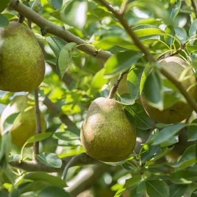 山形県産ラ・フランス　約1.5kg　特秀品　玉数おまかせ