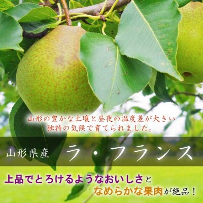 山形県産ラ・フランス　約1.5kg　特秀品　玉数おまかせ