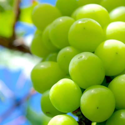 山形県産シャインマスカット約350g　秀品　1房