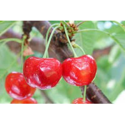 【令和9年産先行受付】山形県中山町産さくらんぼ「やまがた紅王」600g　特秀品　2L/3Lサイズ混合