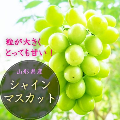 【令和9年産先行受付】山形県中山町産 大粒シャインマスカット 秀品 2～3房(約1.2kg)
