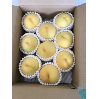 【令和9年産先行受付】山形県産 黄桃 約2kg(品種・玉数おまかせ) 特秀品 柔らかくなる桃