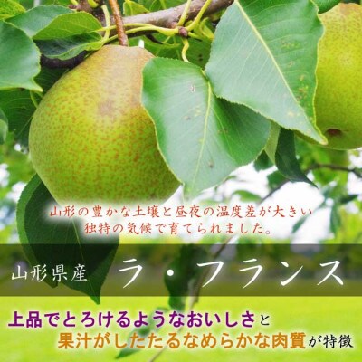 令和9年産先行受付 中山町産 芳醇「ラ・フランス」約2kg 玉数おまかせ 特秀品
