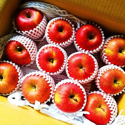 令和9年産先行受付  山形県中山町産ふじりんご《秀品》　5kg　玉数おまかせ