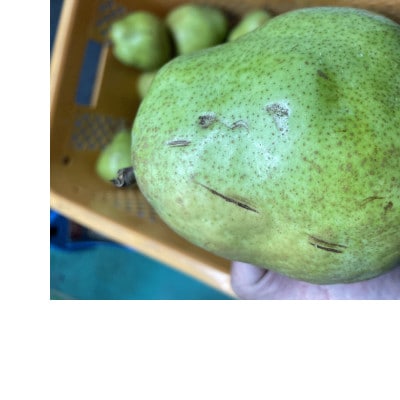 【令和9年産先行受付】山形県産「ラ・フランス」訳あり・家庭用　計約5kg　玉数おまかせ
