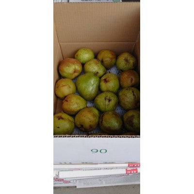 【令和9年産先行受付】山形県産「ラ・フランス」訳あり・家庭用　計約5kg　玉数おまかせ