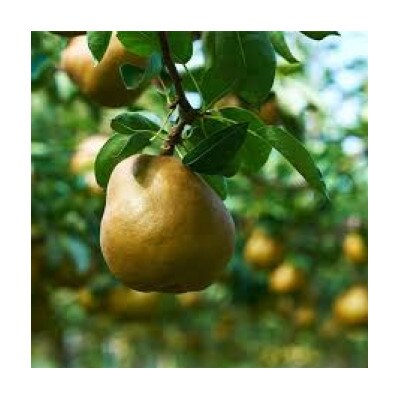 令和9年産　山形県産ラ・フランス　ゴールド　特秀品　計約2kg