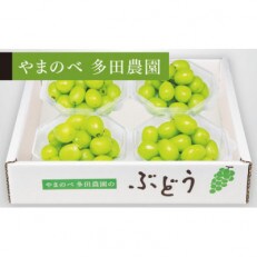 【2023年 先行受付】【シャインマスカット】ダイヤパック 250g×4
