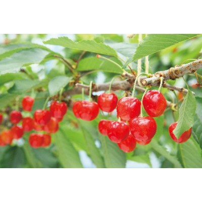 【2025年 先行受付】【佐藤錦】手詰 約500g×2