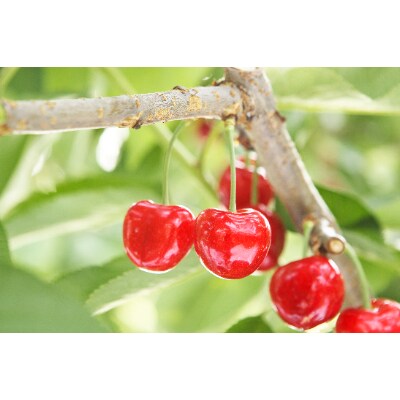 【2025年 先行受付】【紅秀峰】手詰 約500g×2