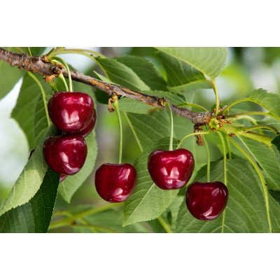 【2026年 先行受付】【サミット】バラ詰 700g