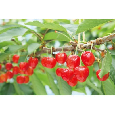 【2026年 先行受付】【紅さやか】バラ詰 500g