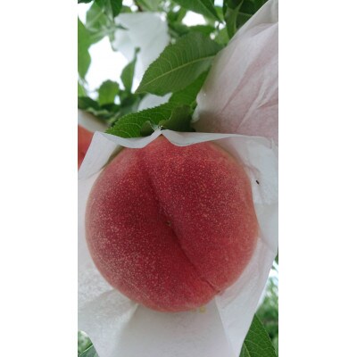 山形県産　黄桃　秀　2kg(5～8玉)【品種おまかせ】