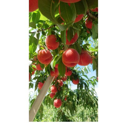 山形県産　黄桃　秀　2kg(5～8玉)【品種おまかせ】